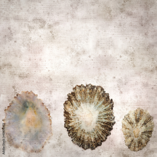 stylish textured old paper background with limpet shells 