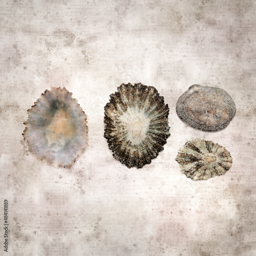 stylish textured old paper background with limpet shells 