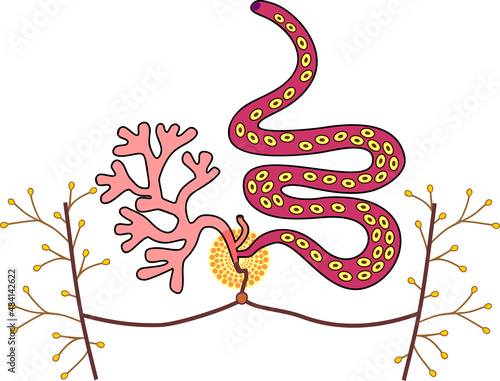 Structure of female reproductive system of Sheep liver fluke (Fasciola hepatica) isolated on white background