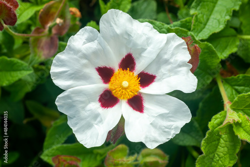 Cistus Ladanifer a summer flowering shrub plant with a white and red summertime flower commonly known as Common Gum Cistus, stock photo image photo