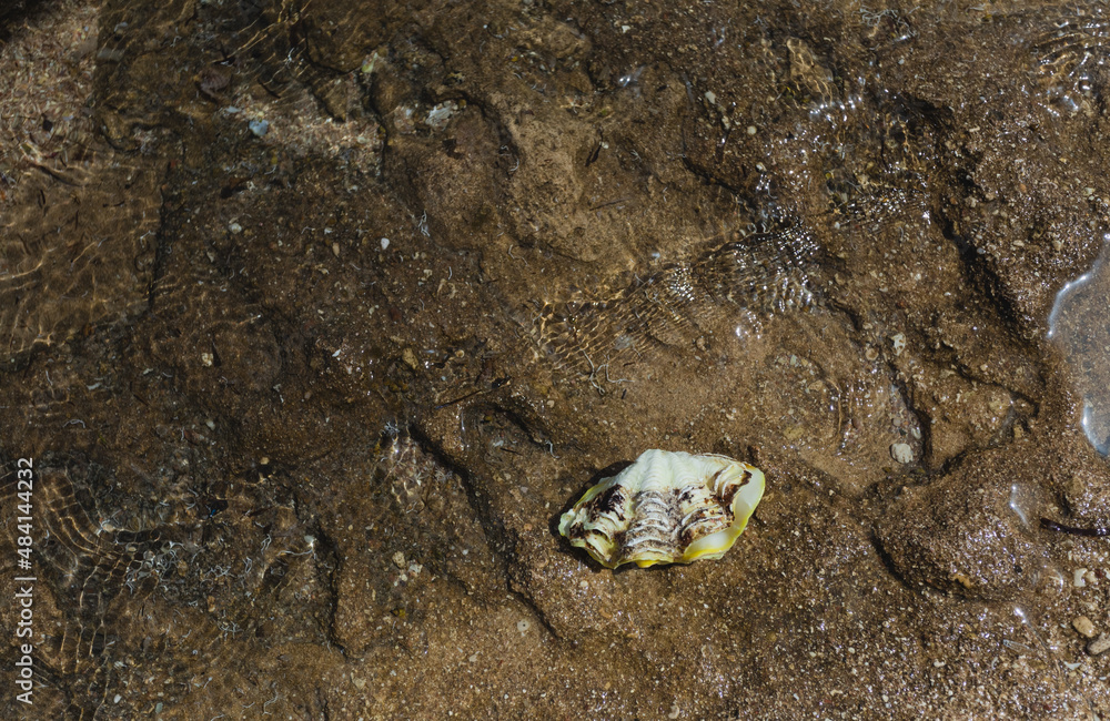 Top view color stock photography of big yellow seashell laying under transparent sea water on stony and sandy texture of marine bottom. Abstract natural background Top view color stock photography of big yellow seashell laying under transparent sea water on stony and sandy texture of marine bottom. Abstract natural background