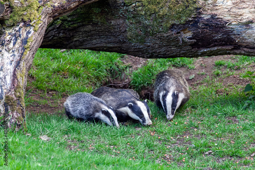 Badger sow and cubs animal family feeding in a woodland forest, stock photo image photo