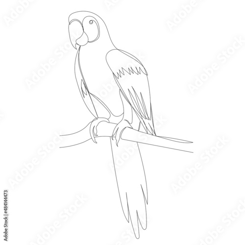 big parrot one line drawing ,vector, isolated