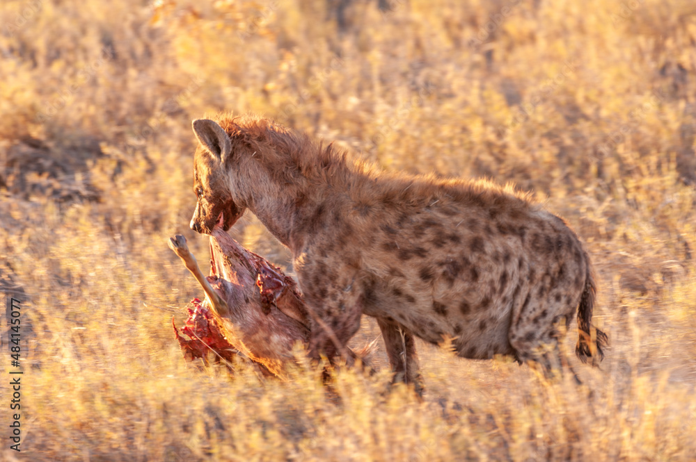 Close-up of a spotted Hyena - Crocuta crocuta- with a prey, seen during the golden hour of sunset in Etosha national Park, Namibia. Close-up of a spotted Hyena - Crocuta crocuta- with a prey, seen during the golden hour of sunset in Etosha national Park, Namibia.