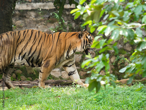 Picture of a tiger  panthera tigris