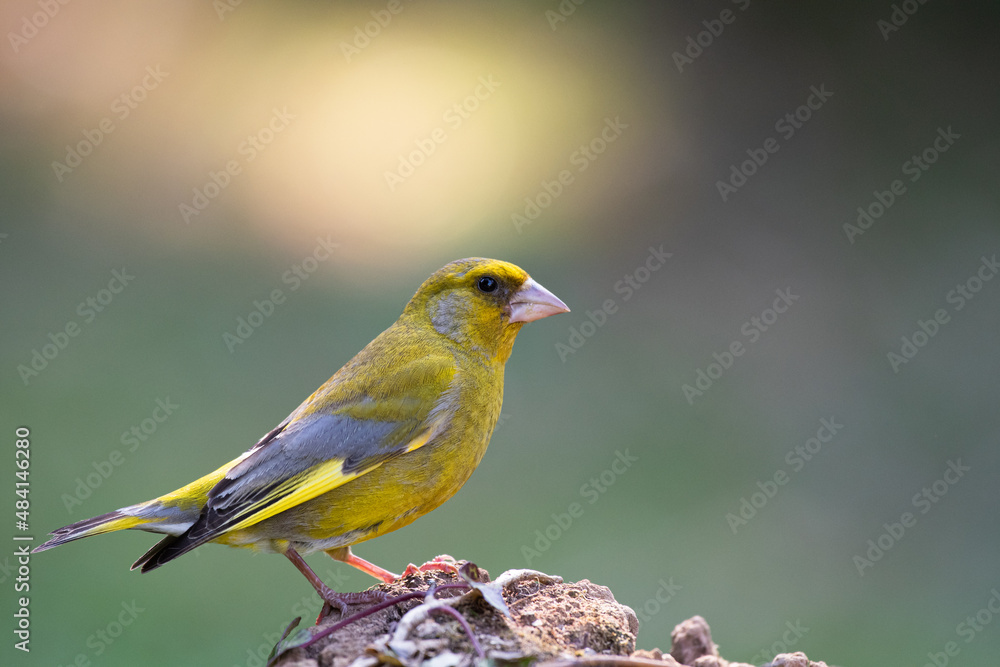 Portrait du Verdier d'Europe
Chloris chloris - European Greenfinch Portrait du Verdier d'Europe
Chloris chloris - European Greenfinch
