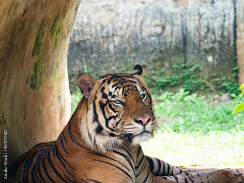 Picture of a tiger  panthera tigris