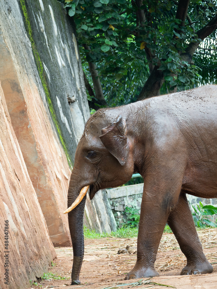 Fototapeta premium Picture of elephants on a zoo