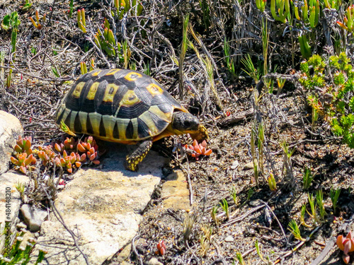 An Angulate Tortoise slowly making its way through the fynbos vegetation of South Africa's Eastern Cape near Hermanus. photo