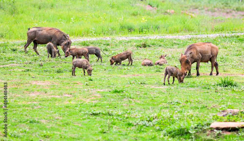 A family of ten Warthogs foraging in the Waterberg Region of South Africa. A family of ten Warthogs foraging in the Waterberg Region of South Africa.