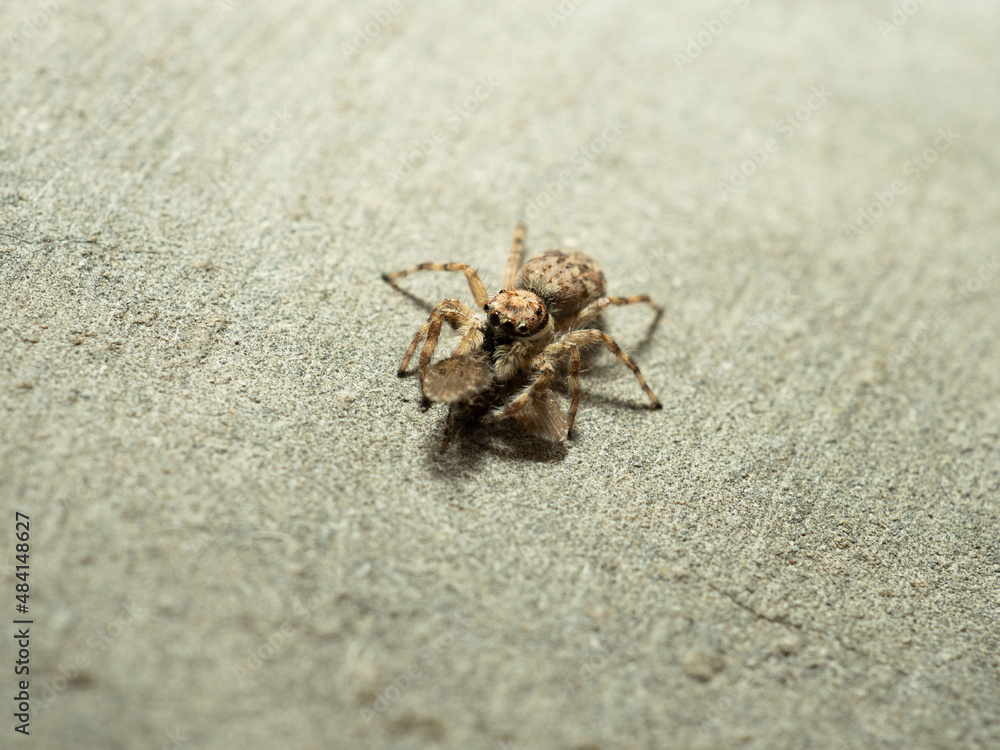 Close up shoot of a jumping spider Close up shoot of a jumping spider