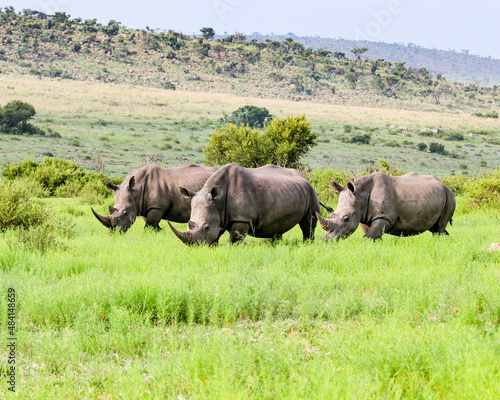 Tela Three White Rhinos grazing in open grasslands of the Waterberg Region of South Africa