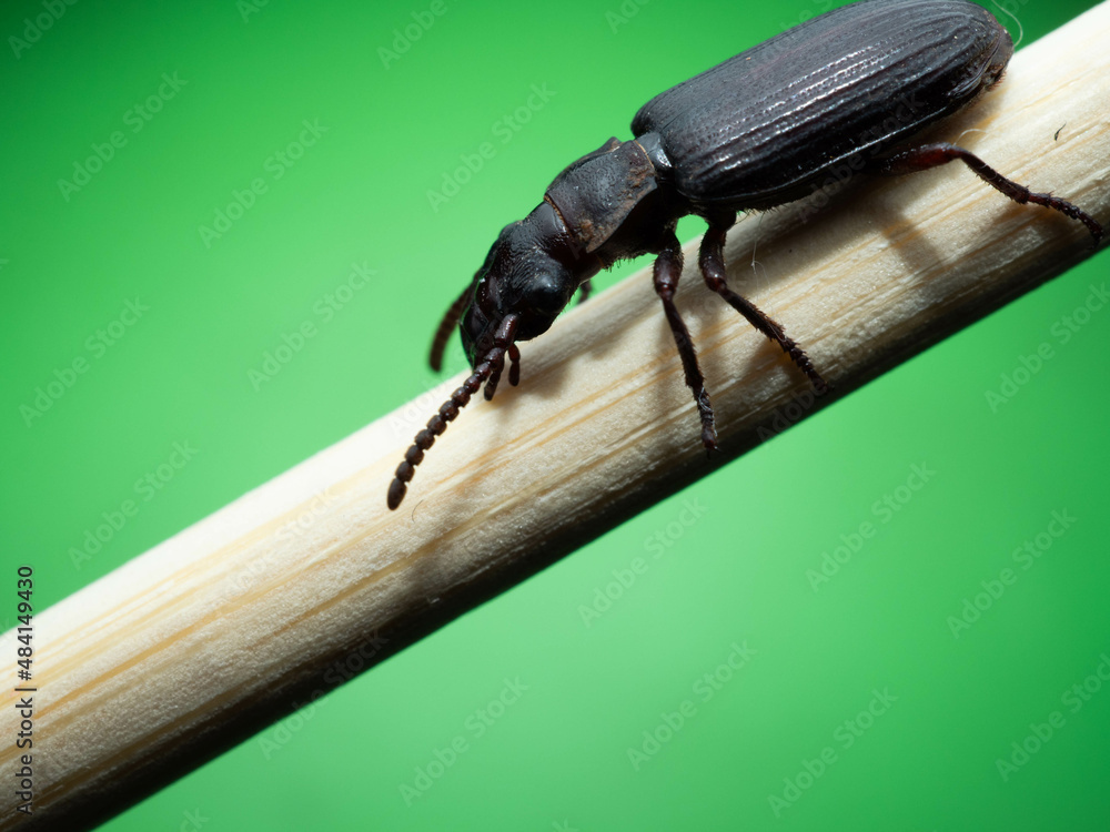 Amara aulica is a species of beetle of the genus Amara in the Harpalinae subfamily Amara aulica is a species of beetle of the genus Amara in the Harpalinae subfamily