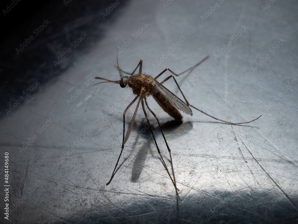 Pictures of mosquito on a black background Pictures of mosquito on a black background