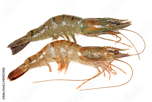 shrimps on a white background 