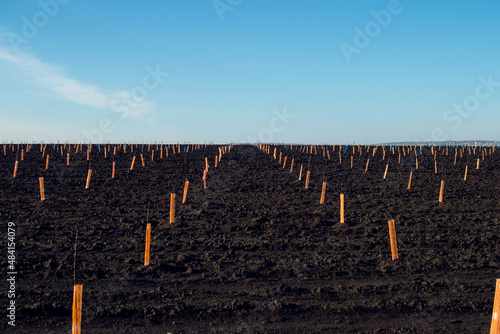 View of a black field with rows of small seedlings of fruit trees in orange protective bags. Agriculture, gardening. Landing work. artificial grain. Soft focus.