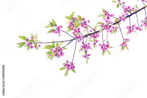 Pink cherry blossom or Prunus cerasoides on a white background