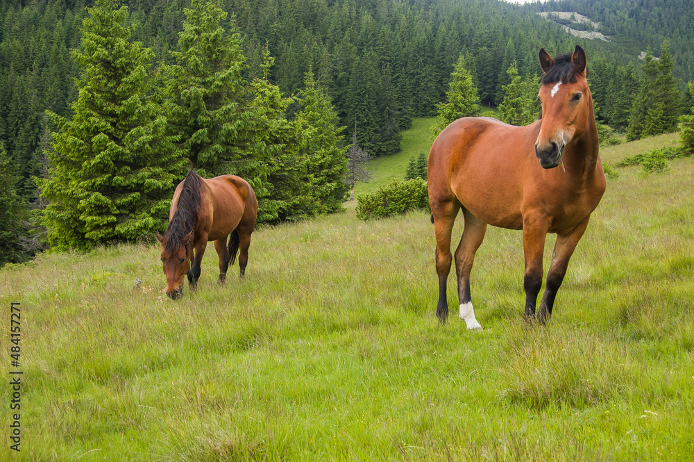Two brown horses graze on mountain meadows Two brown horses graze on mountain meadows