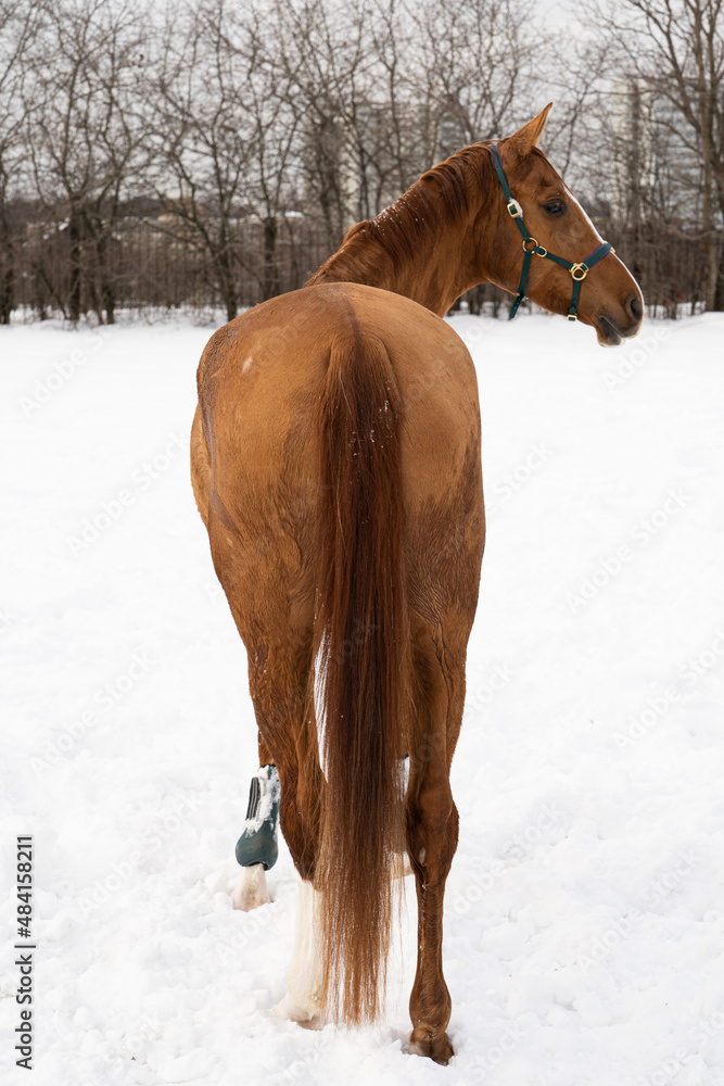 A brown horse on a sunny landscape on a sunny day A brown horse on a sunny landscape on a sunny day
