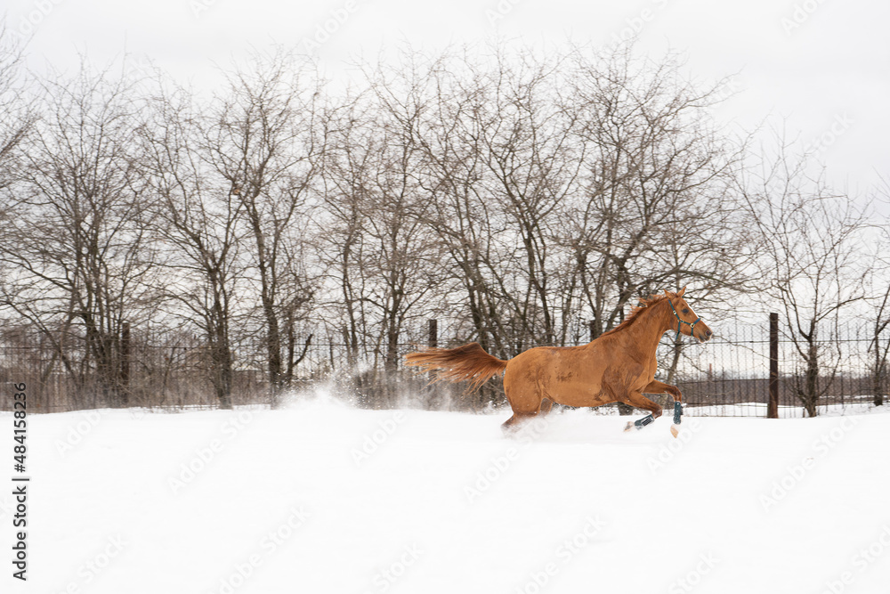 Brown horse free run in snow winter landscape on sunny day Brown horse free run in snow winter landscape on sunny day