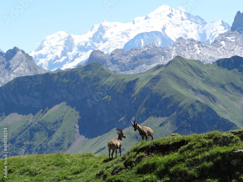 Haute Savoie, Mont Blanc, Bouquetin