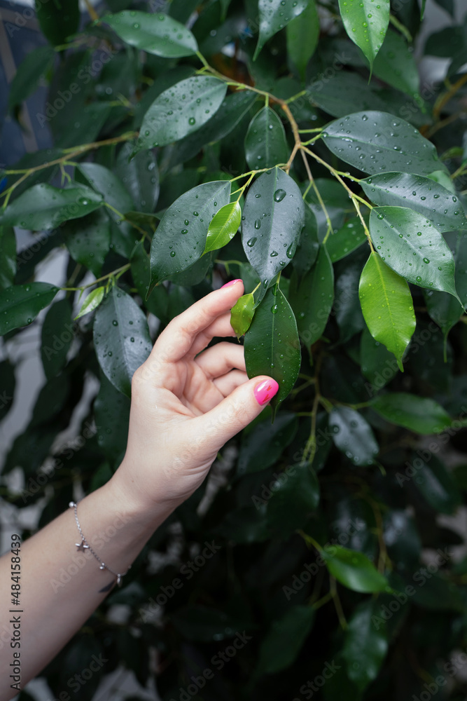 Hand and wet leaf of ficus benjamin after spraying Hand and wet leaf of ficus benjamin after spraying