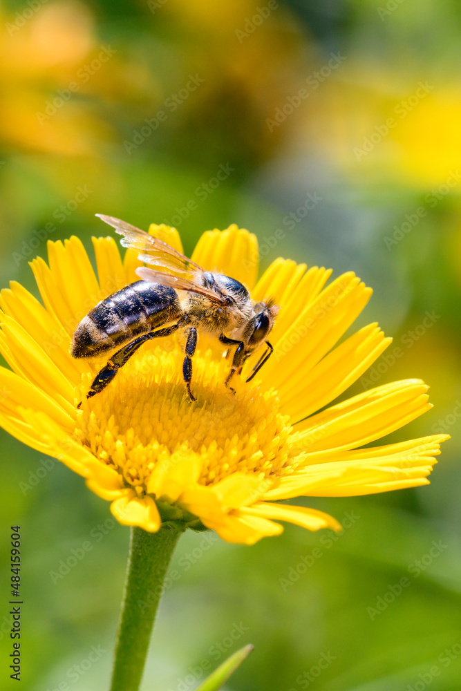 Bee - Apis mellifera - pollinates ox-eye - Thalictrum flavum Bee - Apis mellifera - pollinates ox-eye - Thalictrum flavum