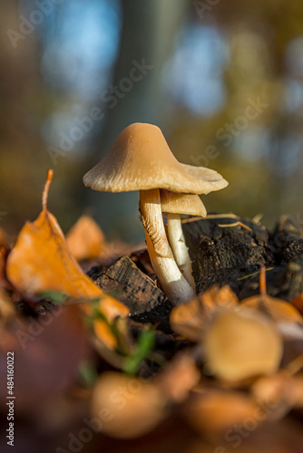 Wild forest mushroom in the woods of Austria in fall. Picture of the fungi with lovely bokeh was taken on a warm September day.