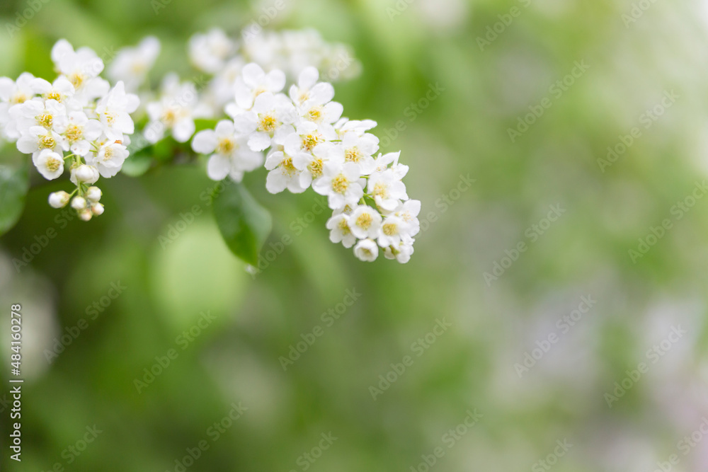 Spring abstract blurred background with a blossoming tree branch in the foreground. Spring concept. Spring abstract blurred background with a blossoming tree branch in the foreground. Spring concept.