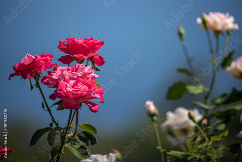Fototapeta Naklejka Na Ścianę i Meble -  Vivid red rose flower close-up on natural green background in Bulgaria.