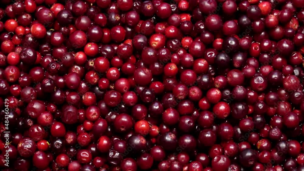 Fresh red lingonberries rotation background Fresh red lingonberries rotation background