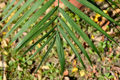 Radicalis palm photo