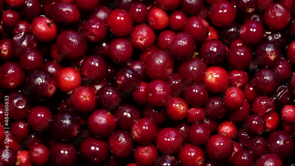 Fresh red lingonberries rotation background Fresh red lingonberries rotation background
