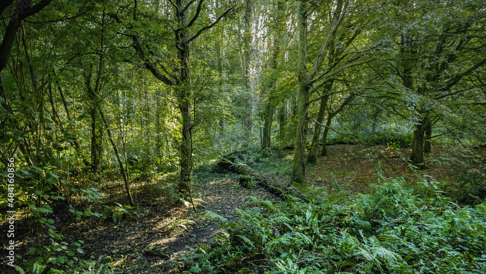 path in the forest