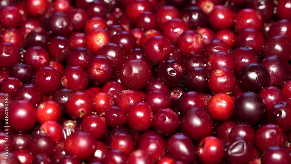 Fresh red lingonberries rotation background Fresh red lingonberries rotation background