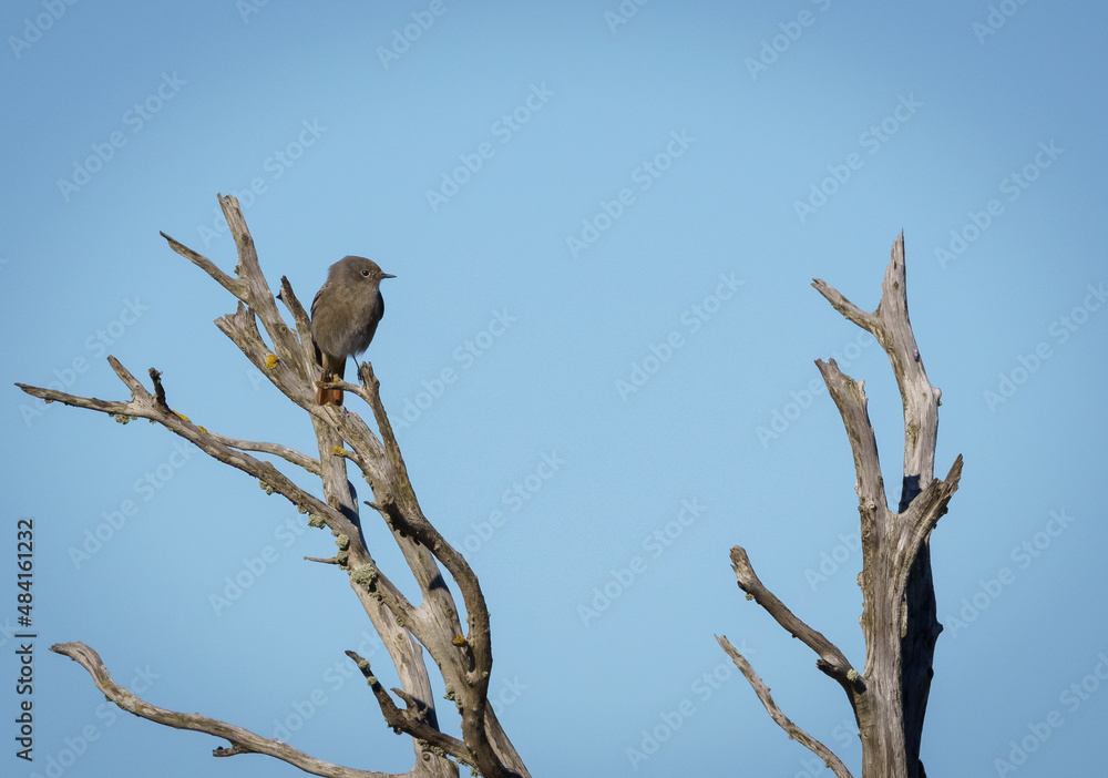 Black redstart perched on a branch with blue sky in the background Black redstart perched on a branch with blue sky in the background