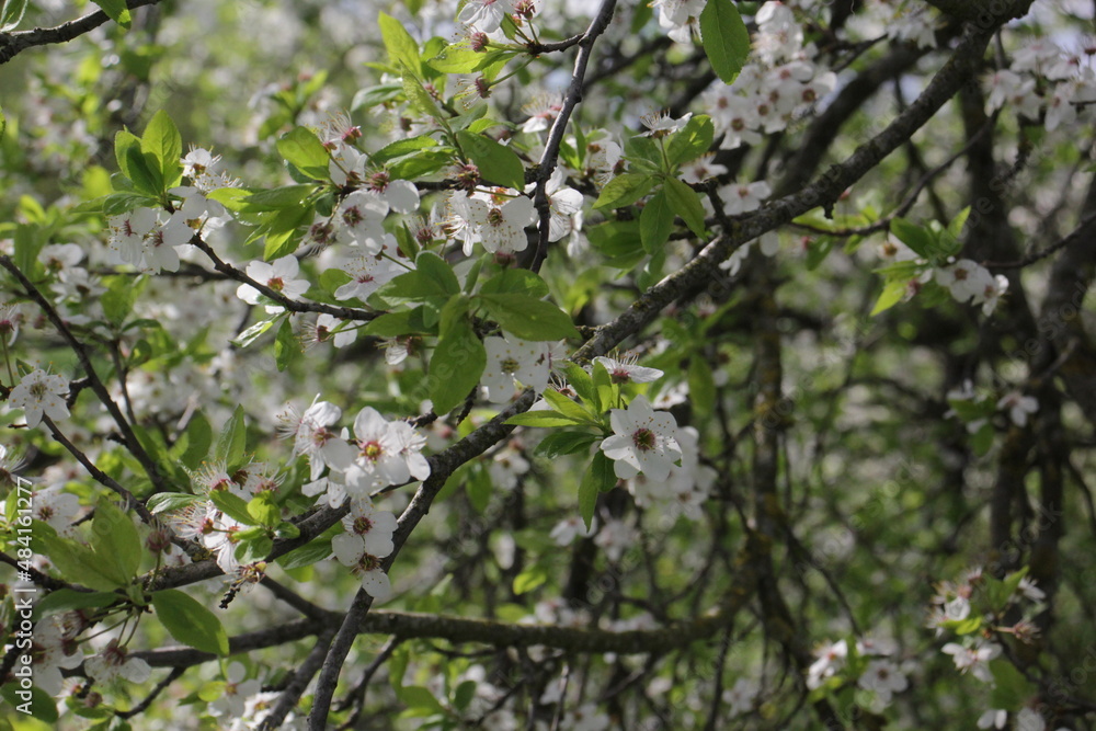 cherry plum blossom. Prunus cerasifera. Branch of a tree with flowers. Spring. Blooming tree. beauty is in the details cherry plum blossom. Prunus cerasifera. Branch of a tree with flowers. Spring. Blooming tree. beauty is in the details