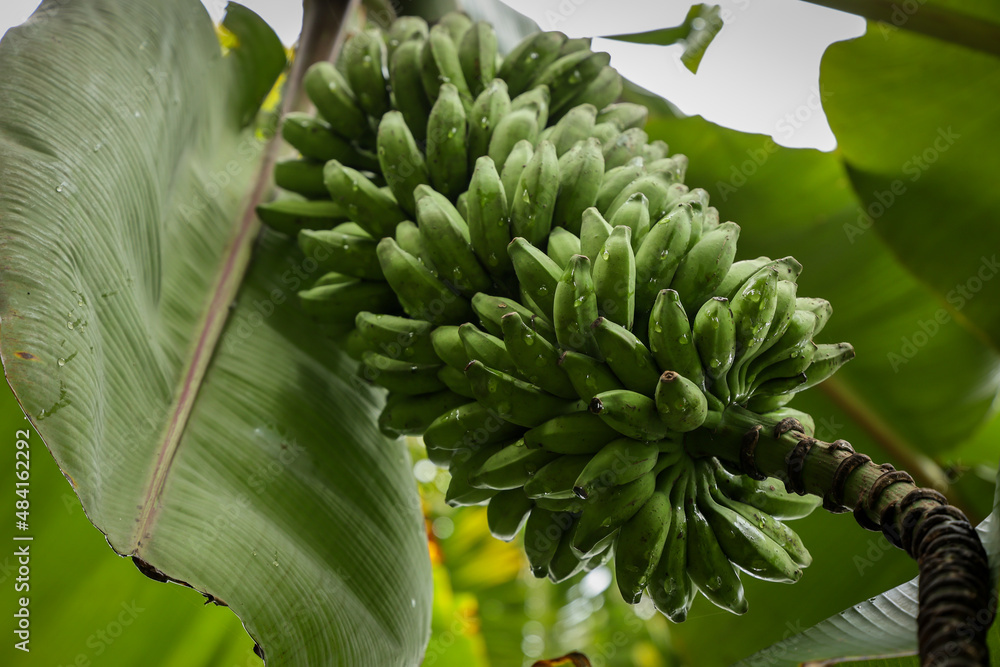 The big bunch of organic unripe banana fruit tree. The fresh natural