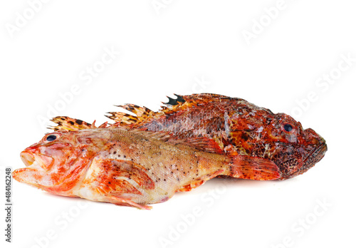 Two fresh raw red scorpionfish isolated on white background