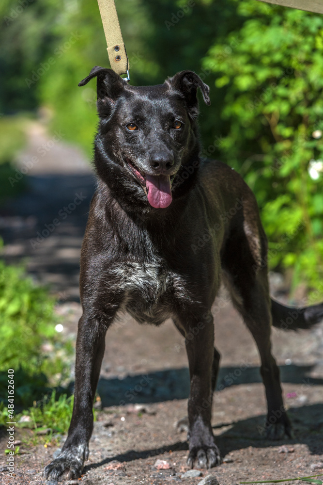 black dog mongrel on a leash in summer black dog mongrel on a leash in summer