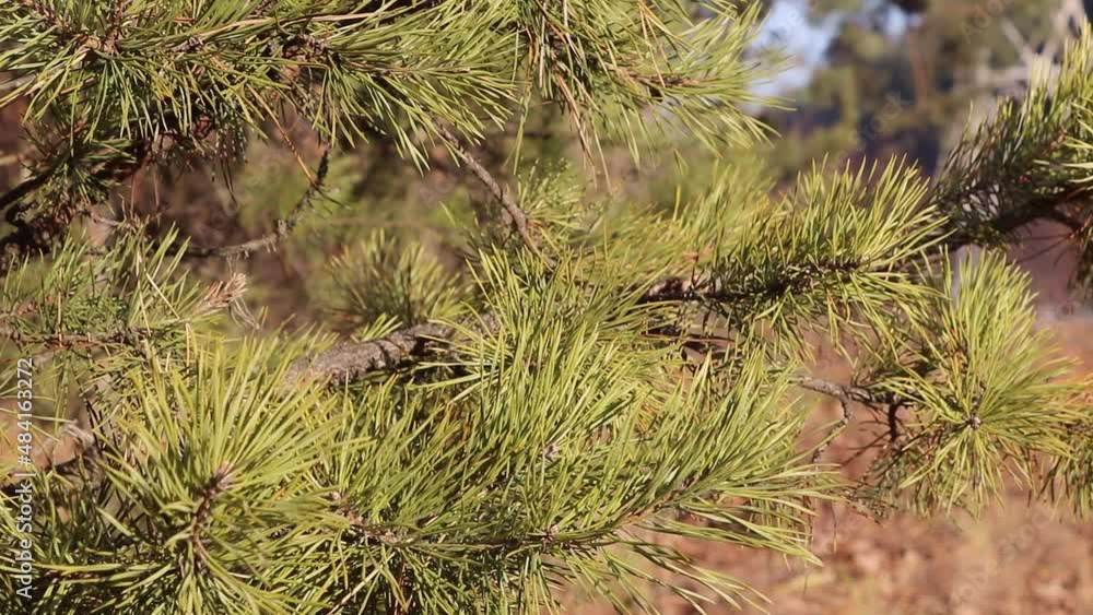 Branches of a spruce in the wind. Forest Branches of a spruce in the wind. Forest