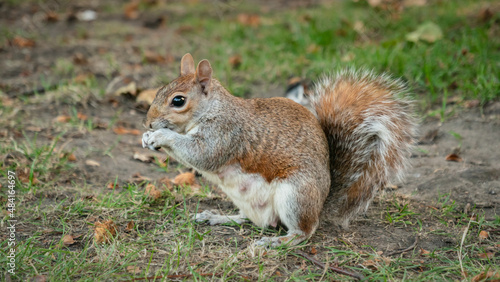 squirrel eating nut © Igor