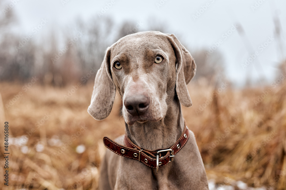 Beautiful Gray Purebred Weimaraner Dog Standing In Autumn Day. Large Dog Breds For Hunting. Weimaraner Is An All-purpose Gun Dog. Animals, Hunting, Wildlife Concept.