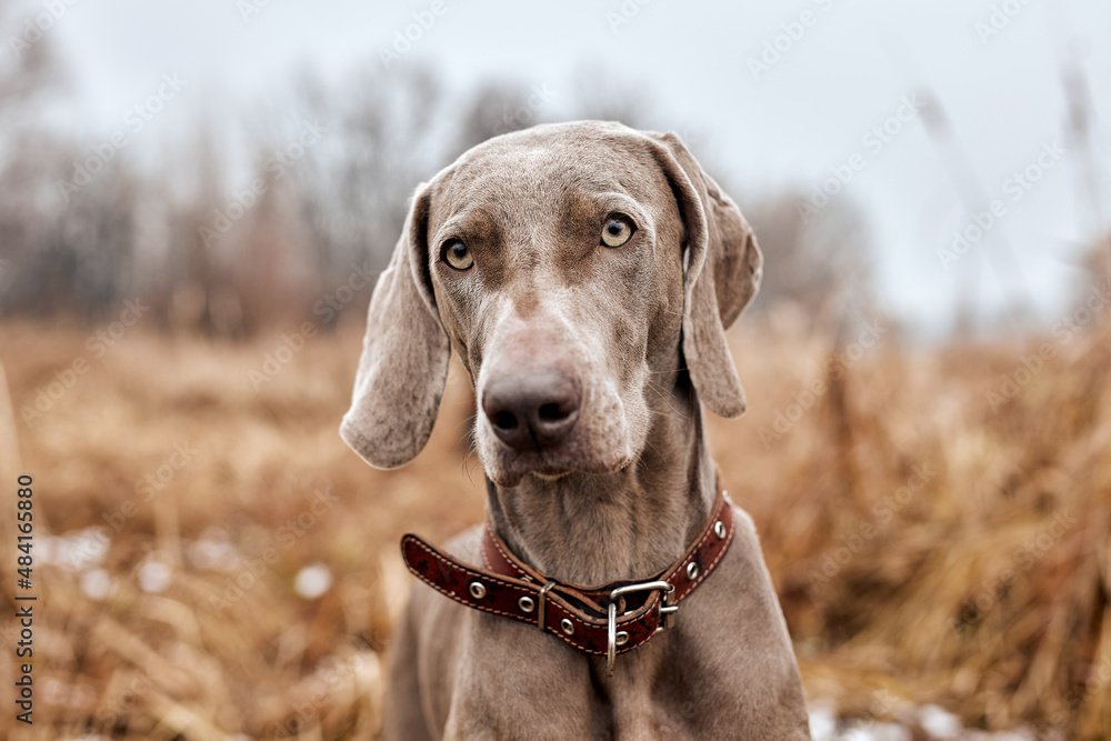 Beautiful Gray Purebred Weimaraner Dog Standing In Autumn Day. Large Dog Breds For Hunting. Weimaraner Is An All-purpose Gun Dog. Animals, Hunting, Wildlife Concept. Beautiful Gray Purebred Weimaraner Dog Standing In Autumn Day. Large Dog Breds For Hunting. Weimaraner Is An All-purpose Gun Dog. Animals, Hunting, Wildlife Concept.