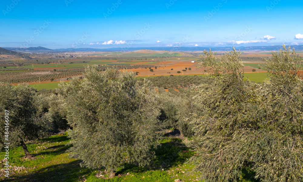 Manzanares, C Real-Spain: January 10, 2020: olive groves and cultivated plains