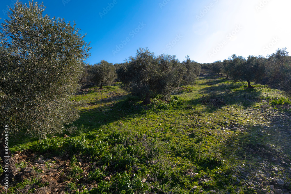 ecological olive cultivation fields of the cornicabra type