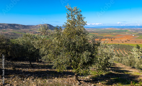 ecological olive tree photo