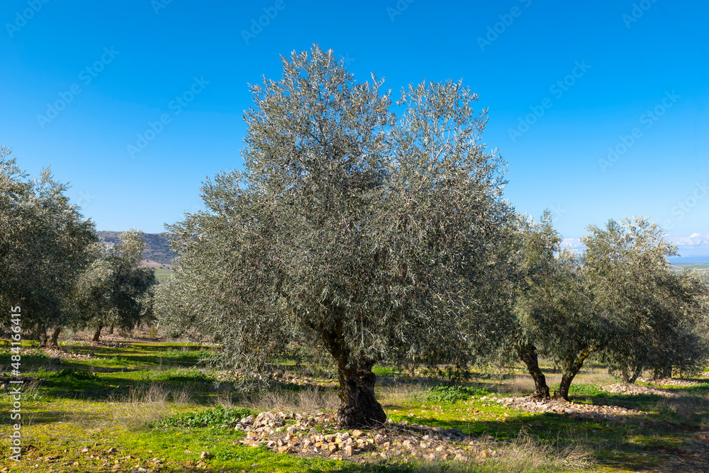 Manzanares, C Real-Spain: January 10, 2020:fields of ecological olive cultivation of the cornicabra type Manzanares, C Real-Spain: January 10, 2020:fields of ecological olive cultivation of the cornicabra type