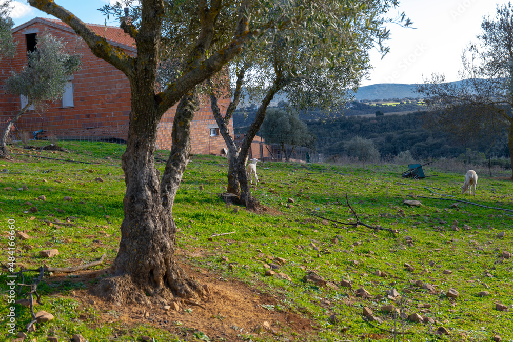 Fototapeta premium sheep grazing in ecological olive groves
