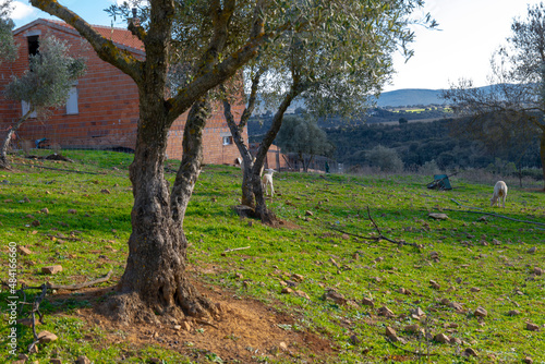 sheep grazing in ecological olive groves